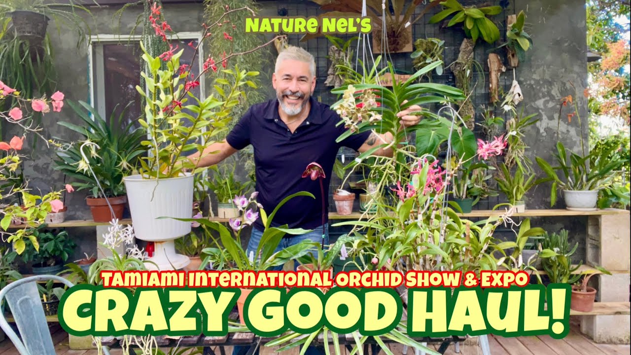 Orchid Expo haul. WOW! This is a great haul from the largest international orchid show in the world.