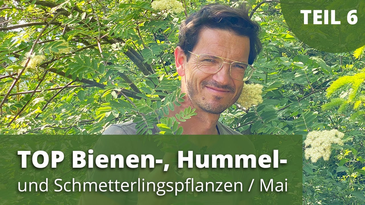 TOP Bienen-, Hummel- und Schmetterlingspflanzen / Mai