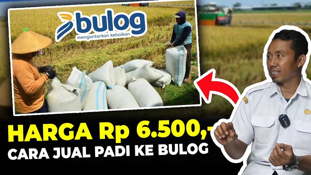 CARA JUAL GABAH PADI KE BULOG Rp 6.500/KG LENGKAP DENGAN PERSYARATANNYA | Podcasttani