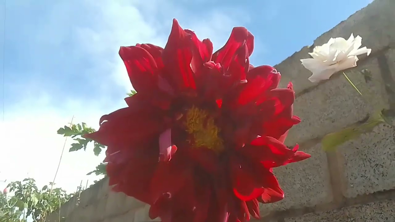 Ta linda a chacara com família dona cida gratidão seguidores chow