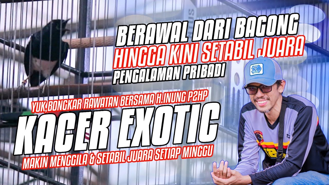 SIMAK & PAHAMI,BANYAK ILMUNYA.KISAH PENGALAMAN PRIBADI🔸CARA MERAWAT KACER BERSAMA H.INUNG KETUA P2HP
