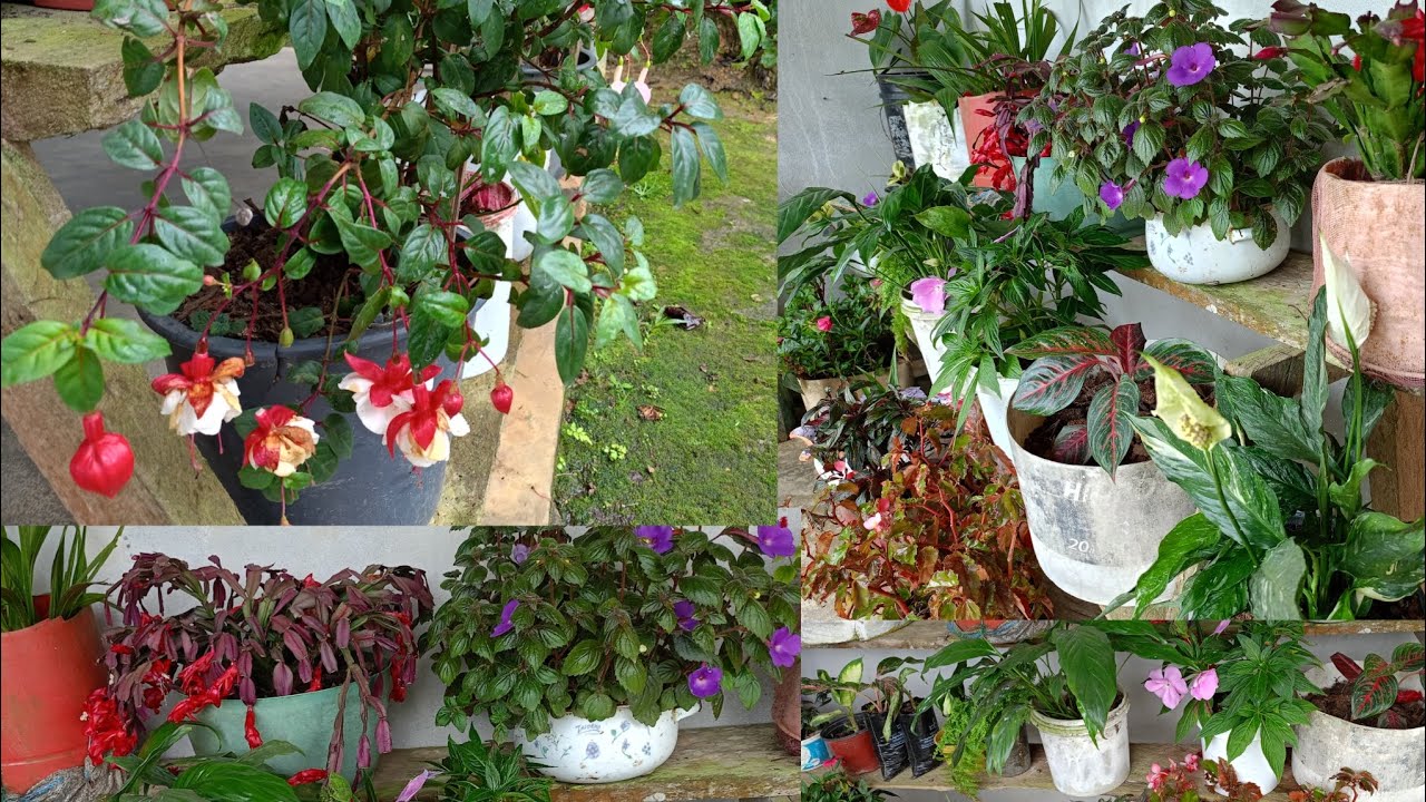Cambios en mi jardín 🌺🪏Como resguardando , cambiando de sustrato 😱🌺