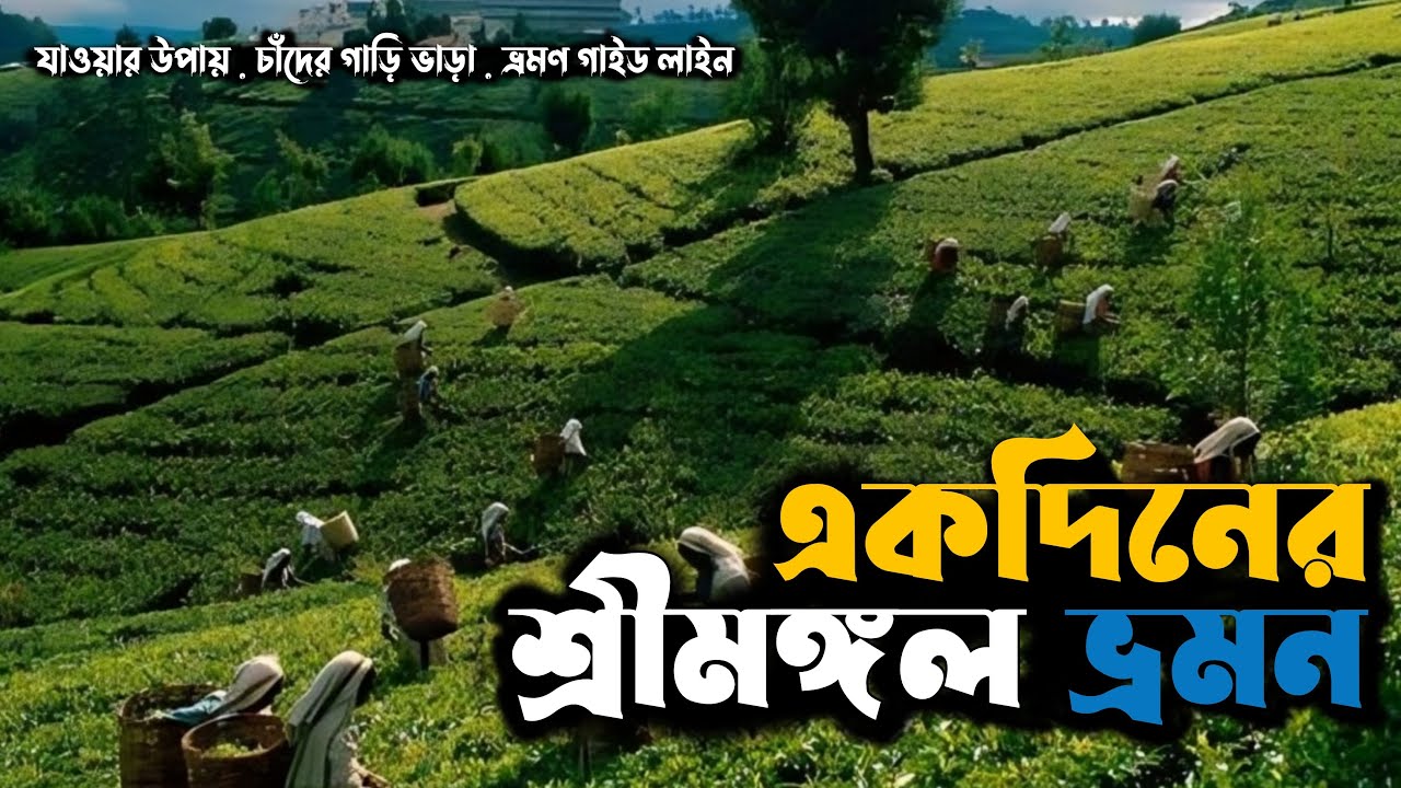 শ্রীমঙ্গল ভ্রমণের সবকিছু ২০২৫ 🇧🇩 | লাউয়াছড়া | মাধবপুর লেক | Sreemangal Tour