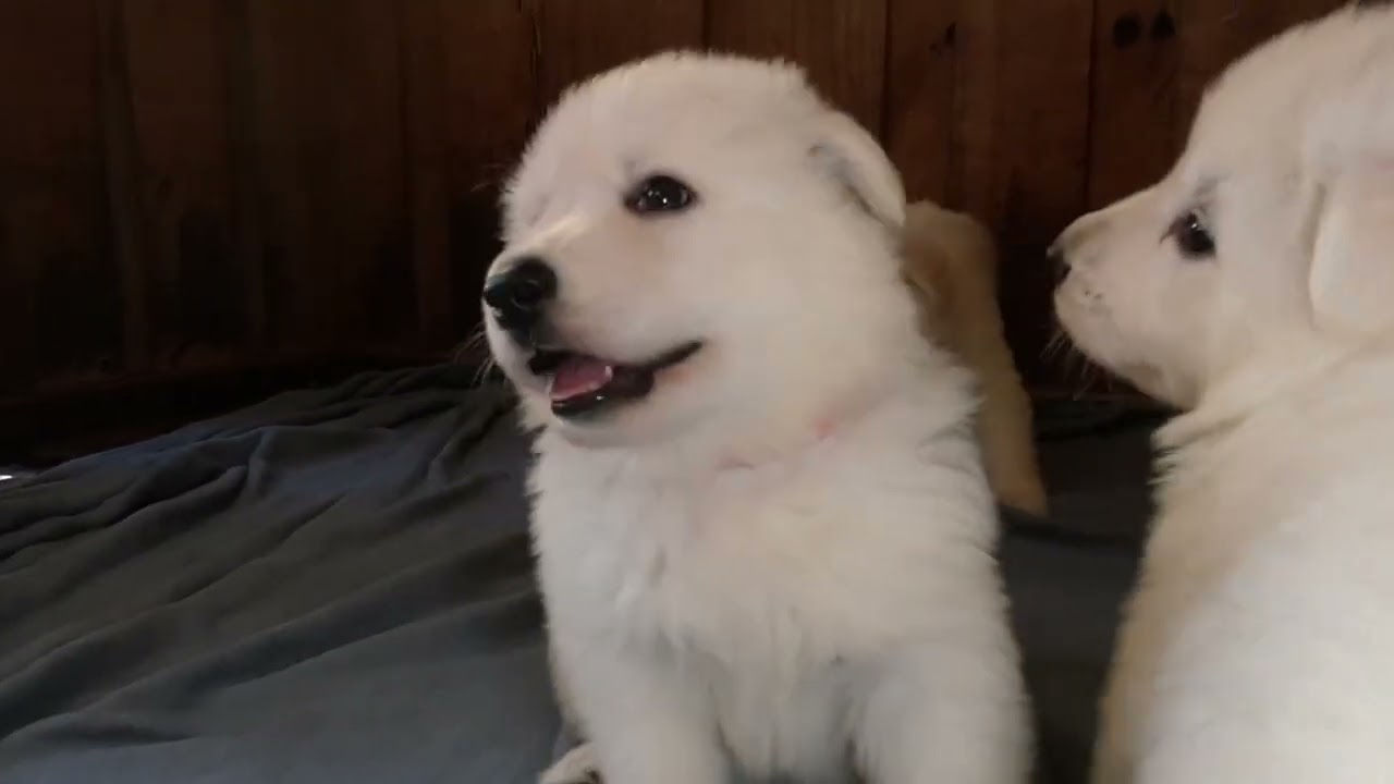 Narcisse / Hamlet 2025 puppies 32 days old 1