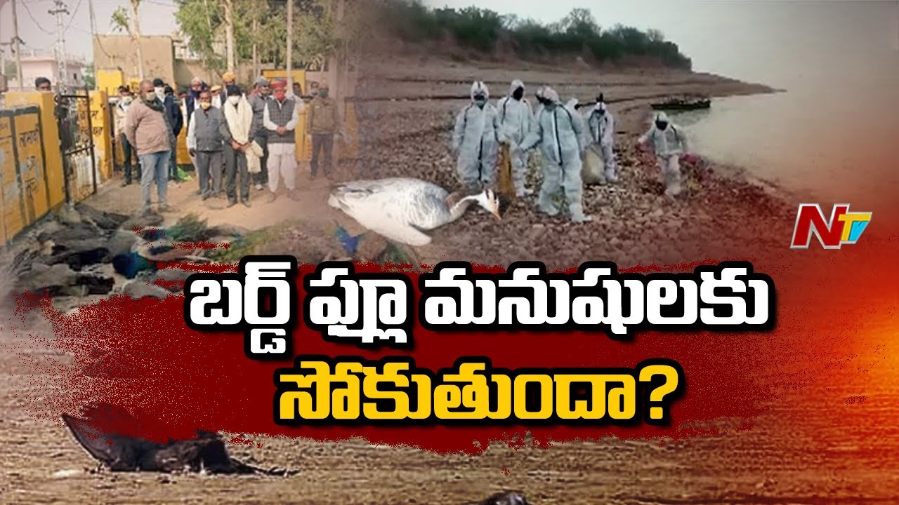 Special Discussion On Bird Flu Virus Outbreak In India | Ntv