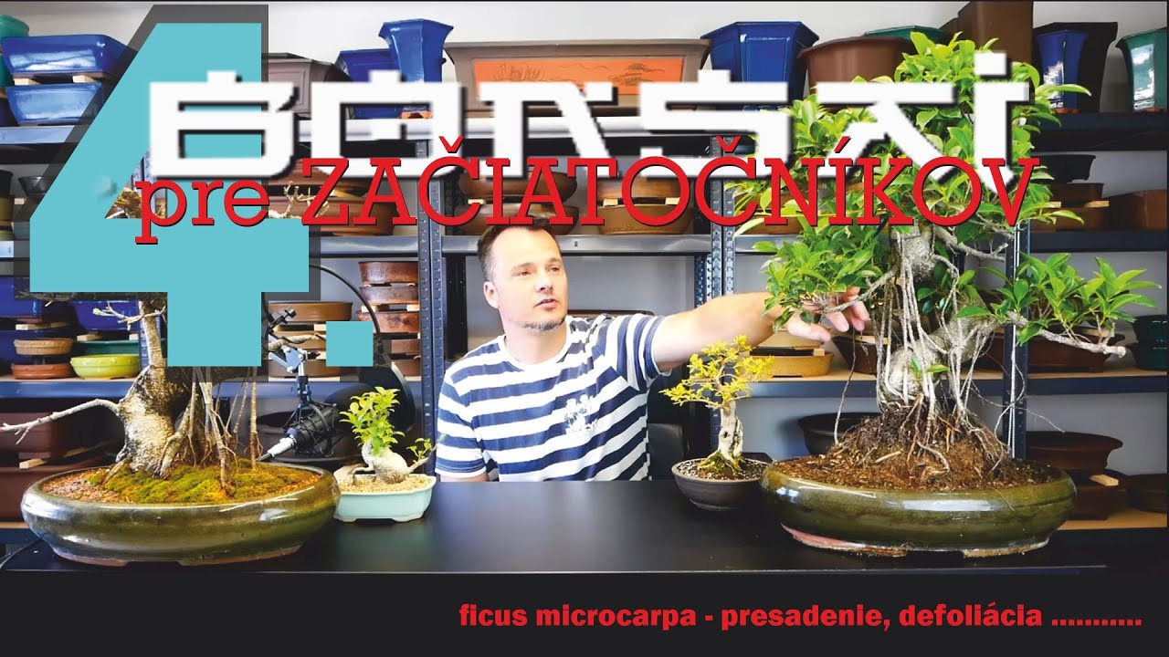 BONSAI pre začiatočníkov, blog4.