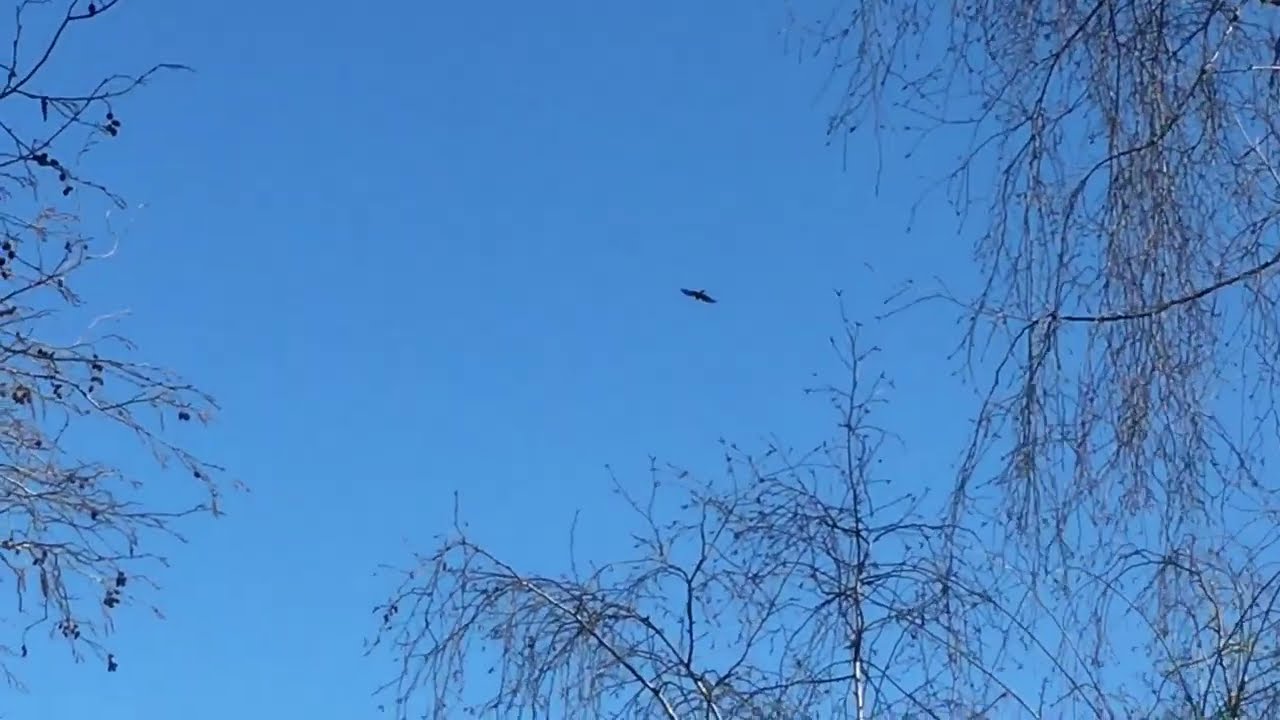 Falkon&eacute;r-dage i Lyn&aelig;s Naturpark  [ Flamme Rouge 🚩 Nature ]
