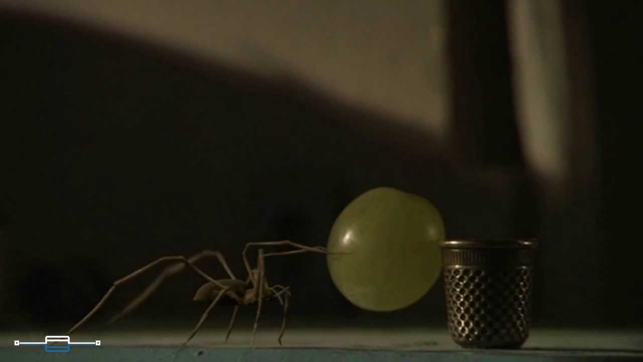 Animazione 3d - Ragno