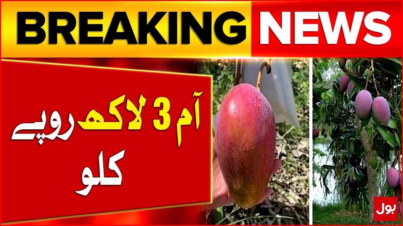 Miyazaki Mango Now Grown in Karachi | World's Most Expensive Mango | Worth Rs 3Lac per Kg | BOL News