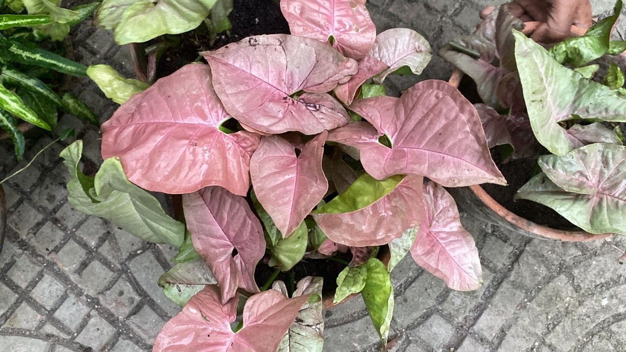 Syngonium plant caring and propagation | Techngarden