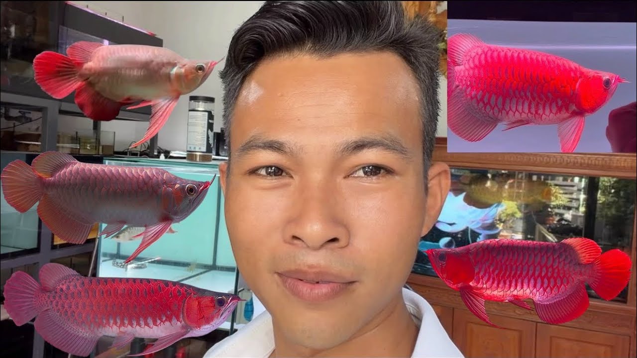 Fafulong huyết long đẹp và những siêu phẩm đẹp lạ  cho ae săn đón tết ❤️❤️