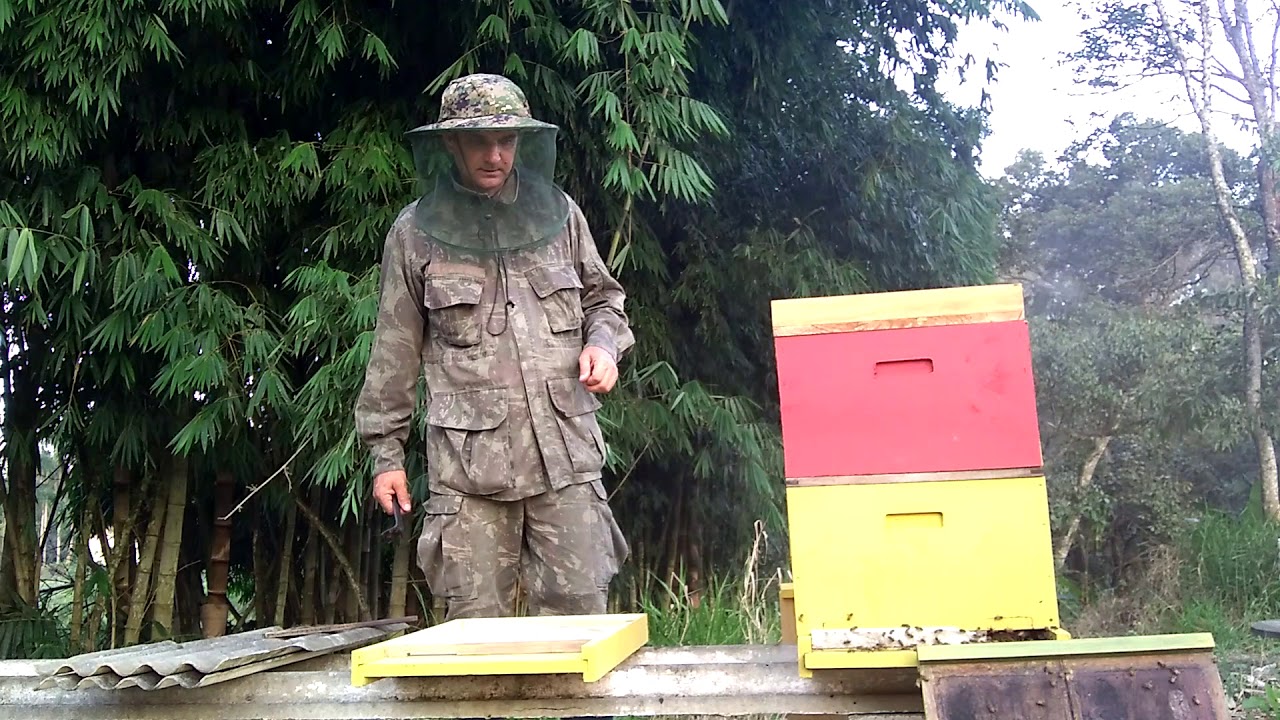 Divisão de enxame, Método X ( parte 2)🐝 abelhas africanizadas