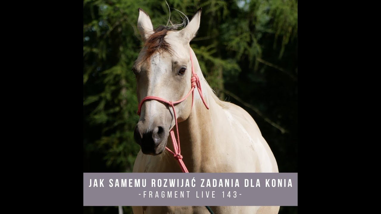 Jak samemu rozwijać zadania dla konia - fragment live 143 / Trening Koni