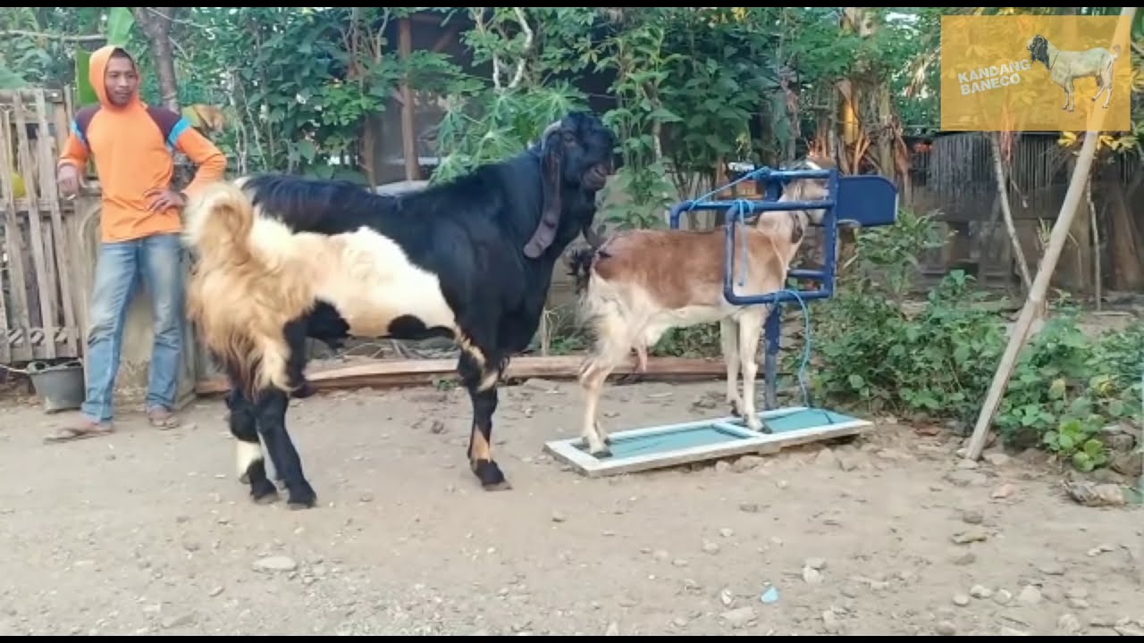 a large black goat from India outside the cage