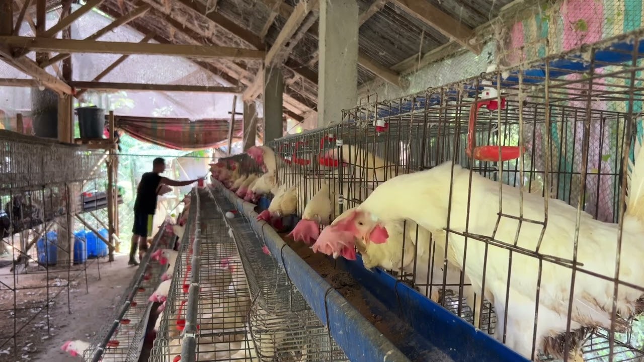 Egg harvest / Buhay probinsya
