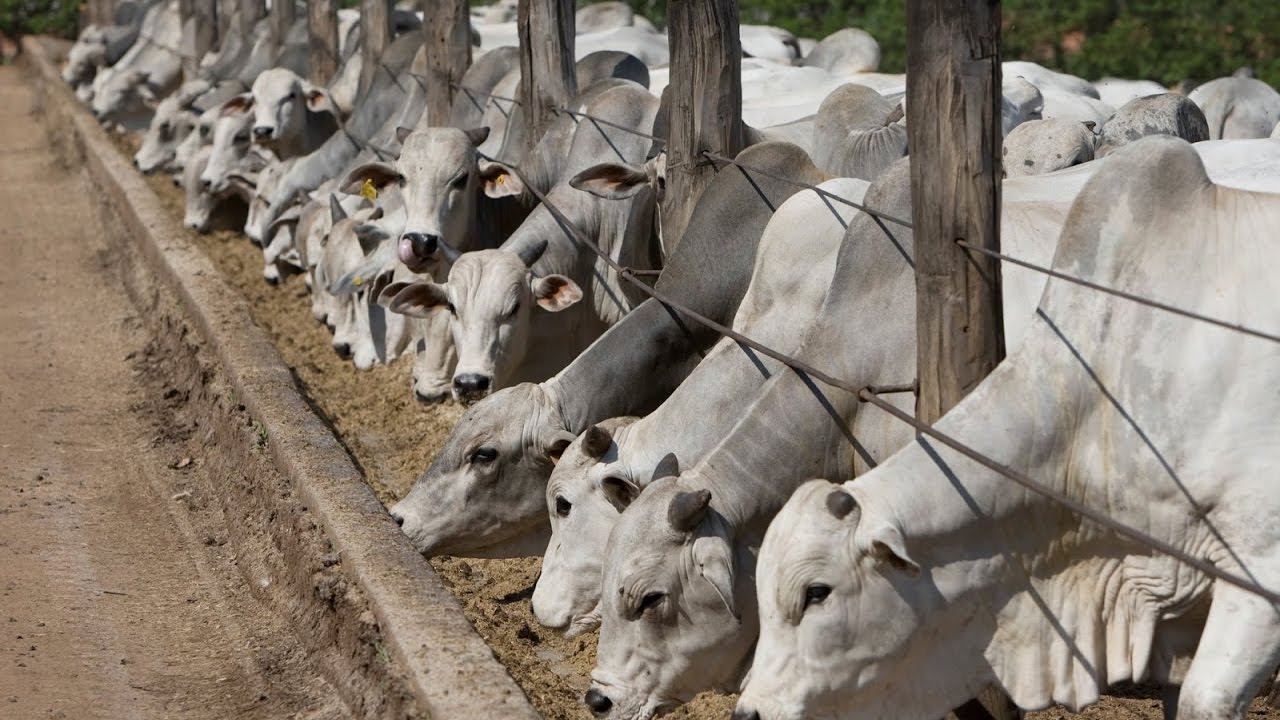 Para Que Sirve el Confinamiento Bovino - TvAgro por Juan Gonzalo Angel