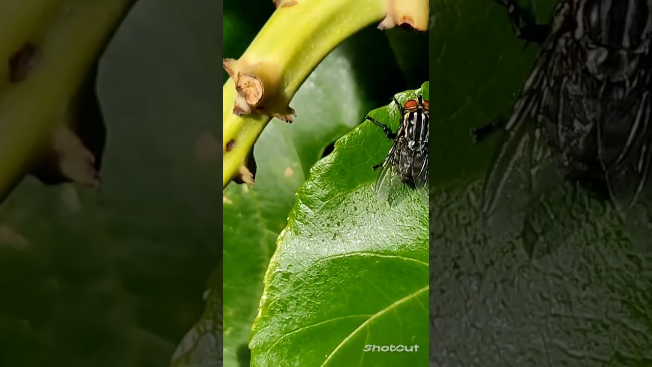 aprenda como combater a mosca do botão floral do maracujá #roça