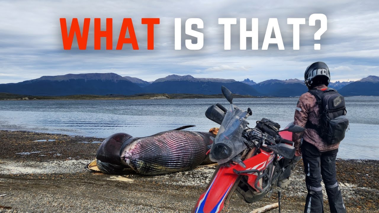 From Hailstorms to a BEACHED WHALE! | Riding Tierra Del Fuego on our Motorcycles | Ep.18