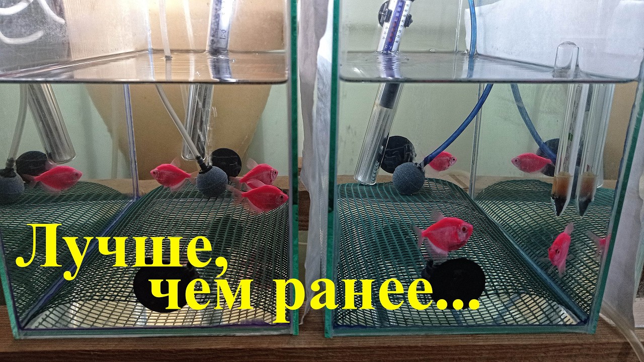 Мои рыбки снова дали потомство Тернеция глофиш размножение