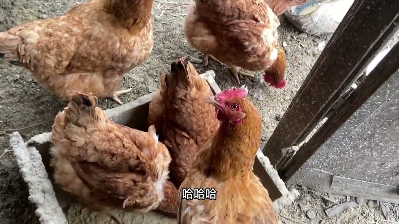 农村小伙徒步14里地，去镇里买菜，晚上和姥姥吃#农村生活 #农村 #农村美食 #记录真实生活 #返乡创业青年