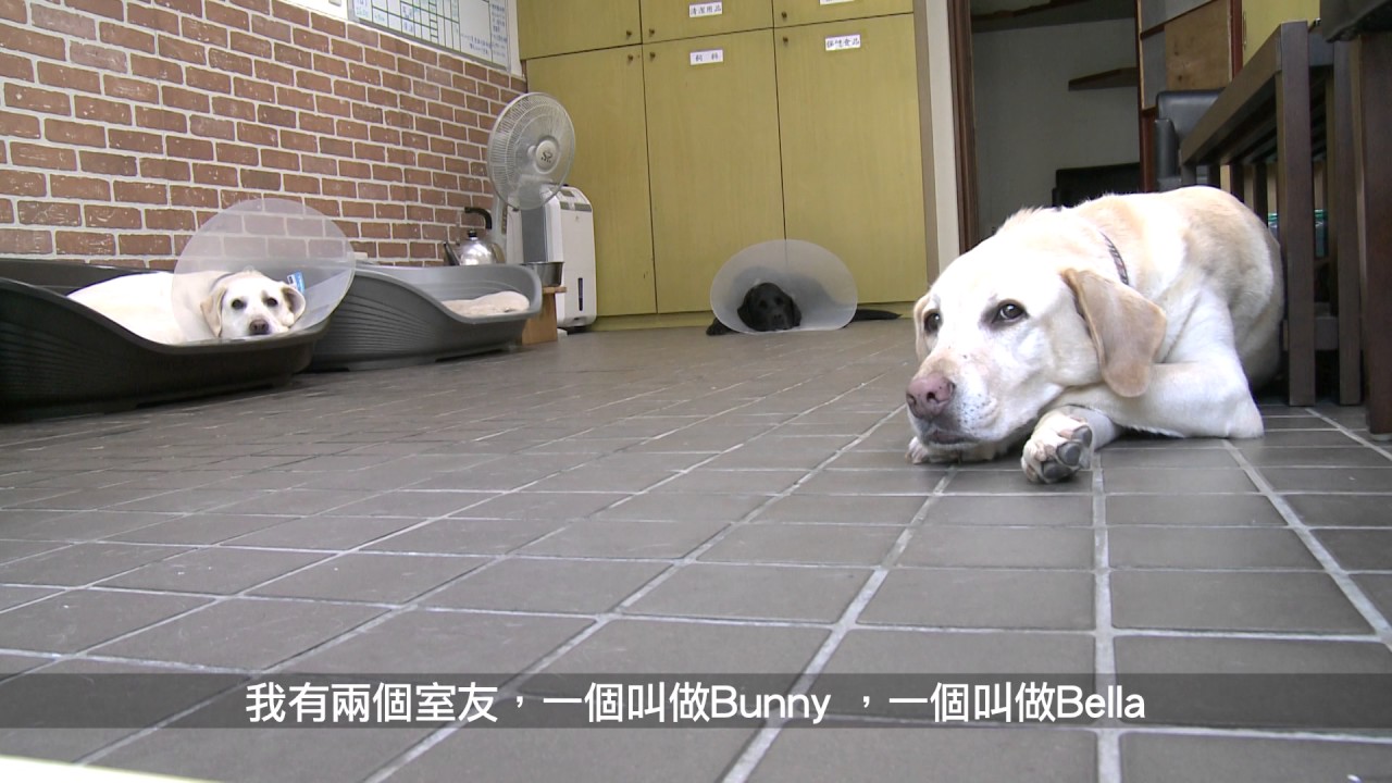 總統官邸影片