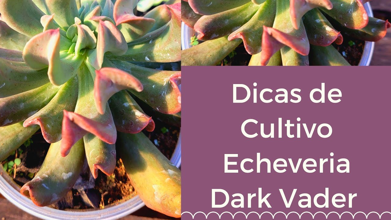 Suculenta Dark Vader Dicas de cultivo e Substrato