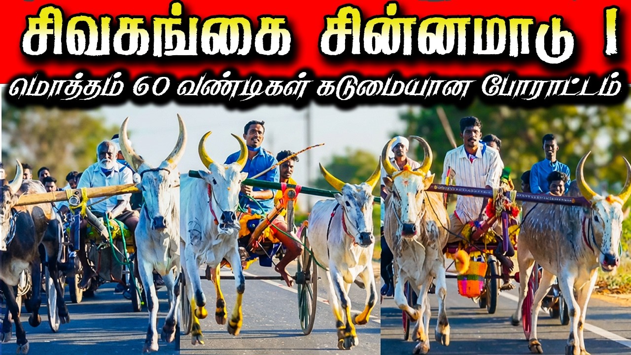 சிவகங்கை சின்னமடு பந்தயம் 14/03/2026 #krish_studio_kattumavadi ksk