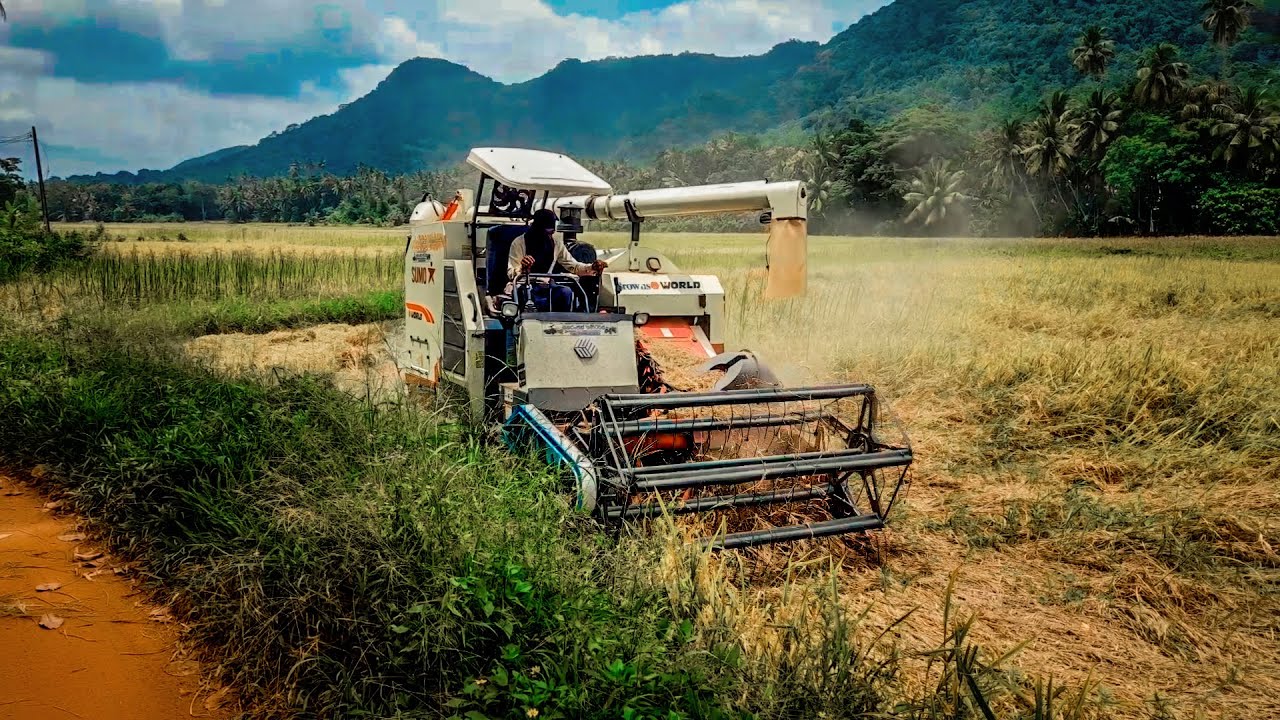 Best Rice Harvester Machine Skills Work | Browns Sumo World Harvesting  | Agriculture