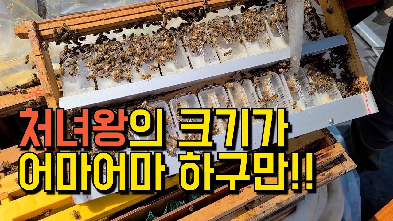 숨은 고수님과 이충 두 번째 / 아따 처녀왕 크기가 장난아니네!!!!