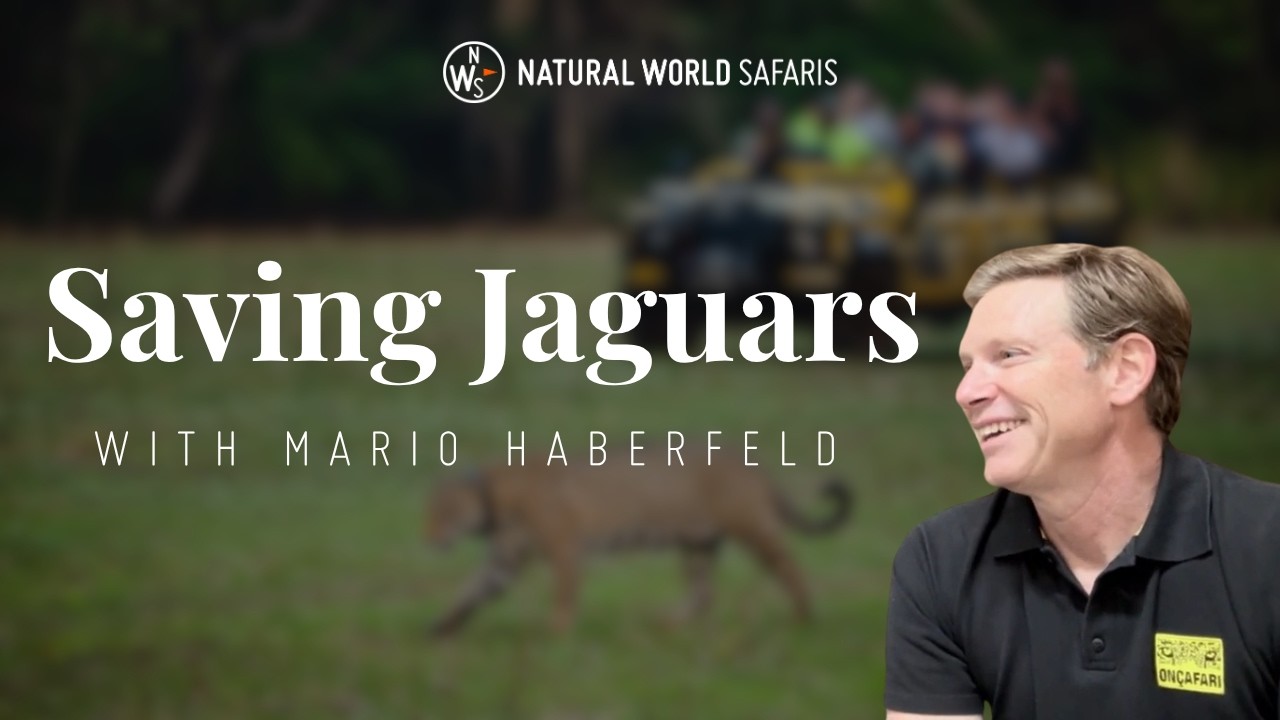 Saving Jaguars: Mario Haberfeld on Rewilding Brazil’s Pantanal