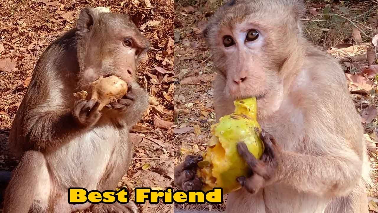 Best Friends Of Two Grandpa! They Got Nice Food Together From Traveler. Sweet Mango.