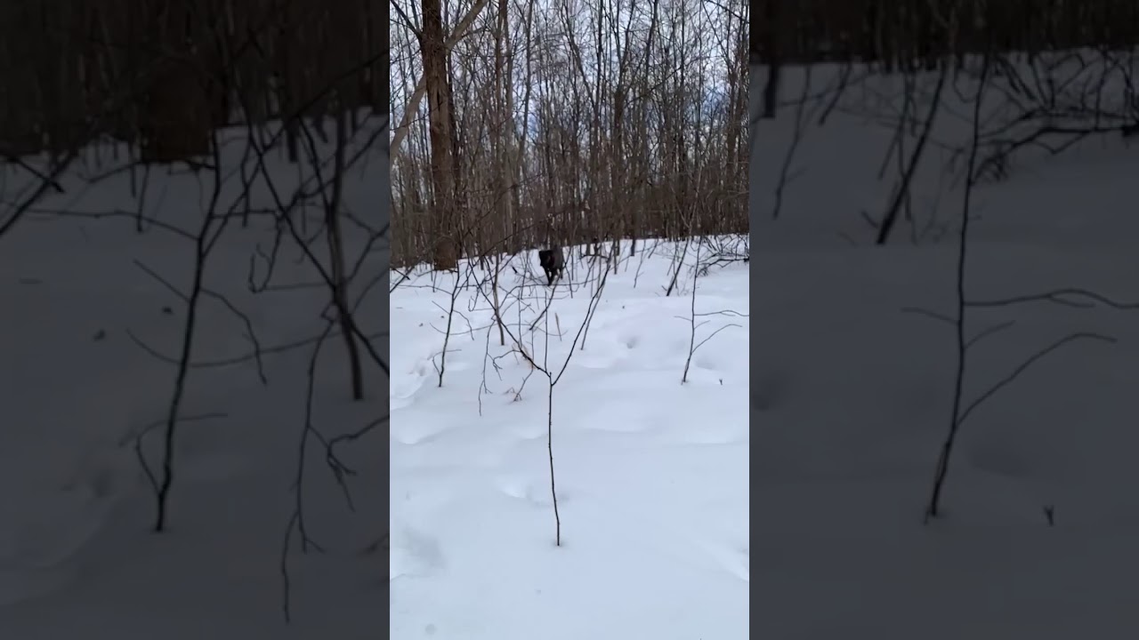 Grizzly snowshoeing with mom