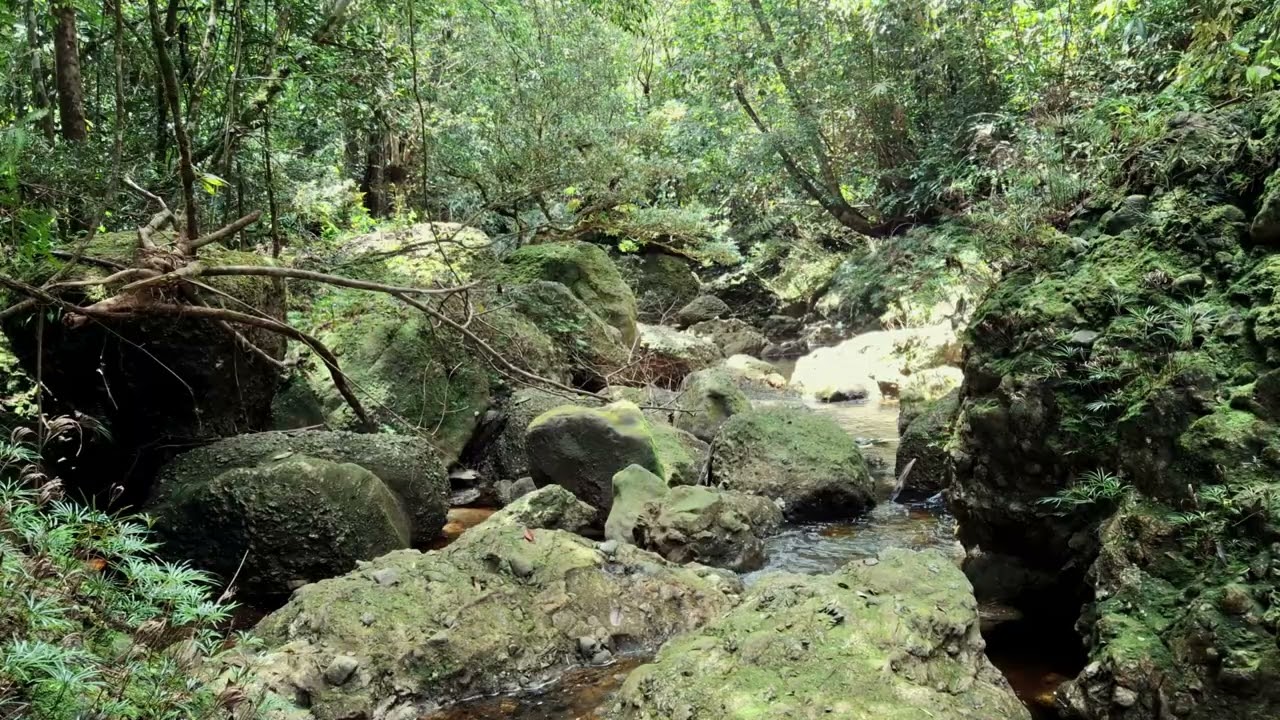 Relaxing River Sounds to Reset Your Brain | Dopamine Detox Nature Ambience