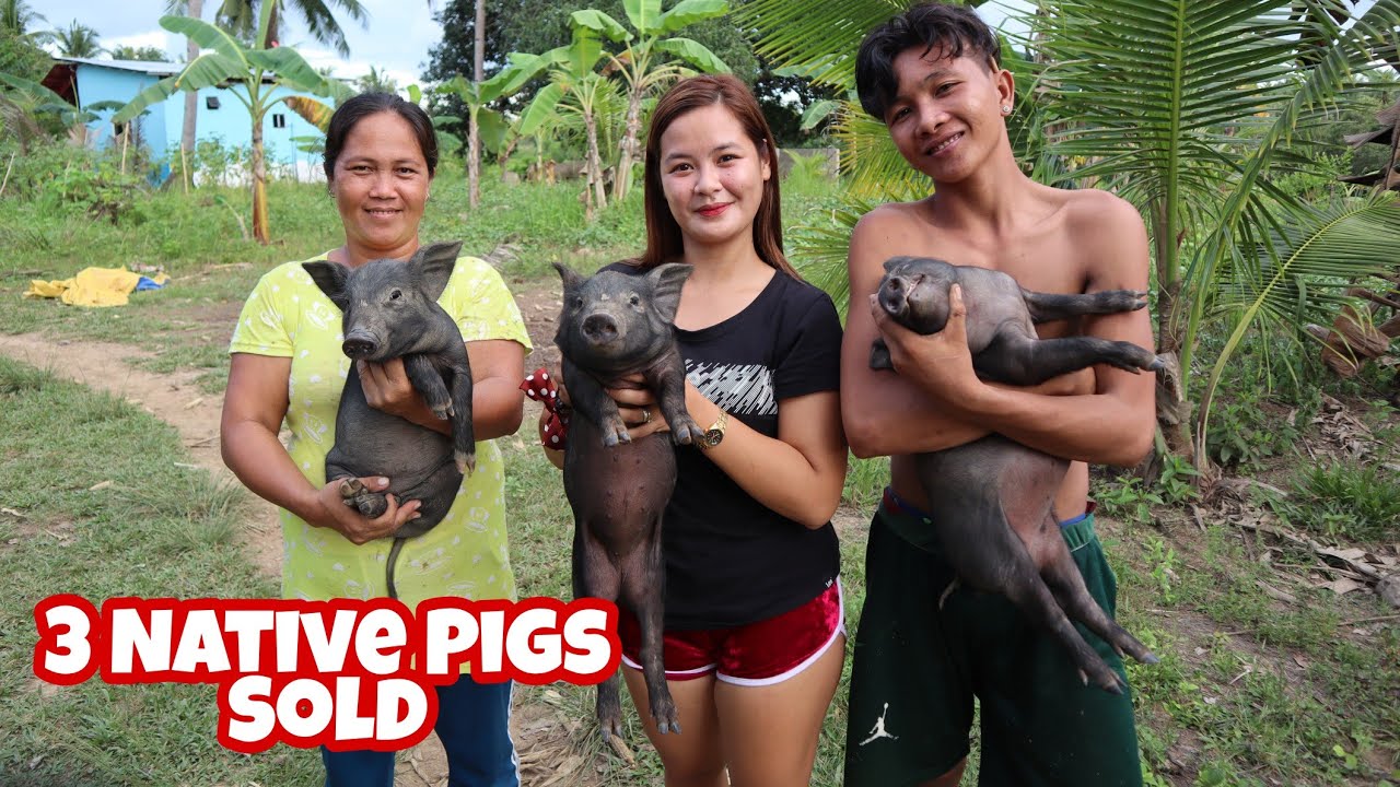 Nagbenta kami nang 3 Native Pigs!! Ang mahal pala nang bentahan nito !!! 😲😲