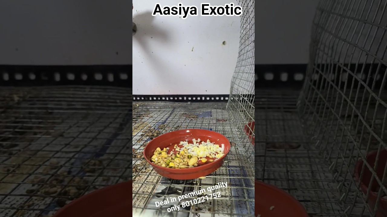 Best Soft Food for Cockatiel & Lovebirds During Breeding Season | Healthy Diet for Breeding Birds.