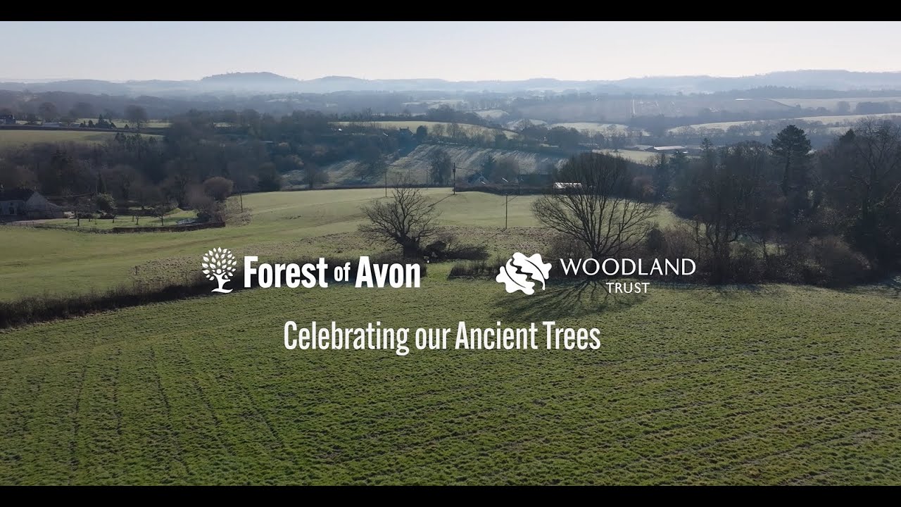 Celebrating Our Ancient Trees