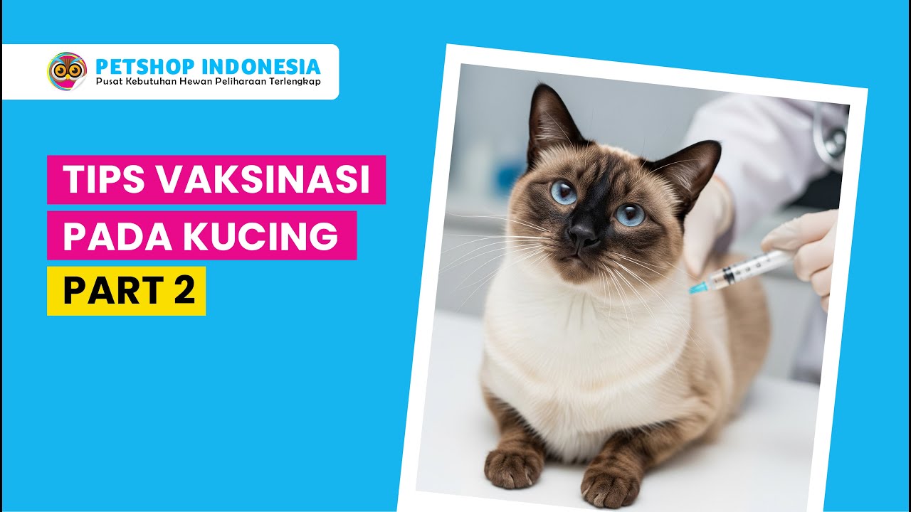 Tips Vaksinasi Kucing Part 2