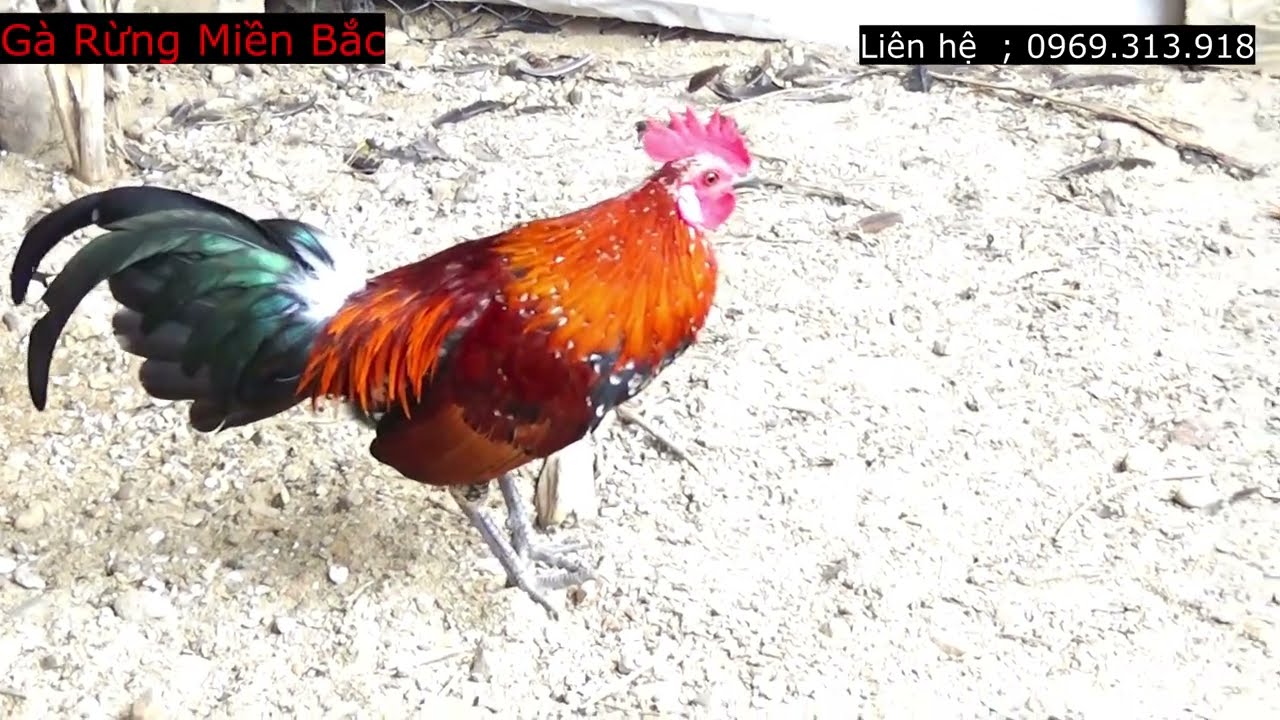 Gà Rừng Mồi Gáy Hay Siêu Cánh ( gà đã bán )