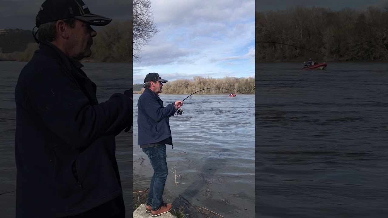Silure dans le Rhône en Cru avec une canne à Truite !!! Trout Guider Hearty Rise