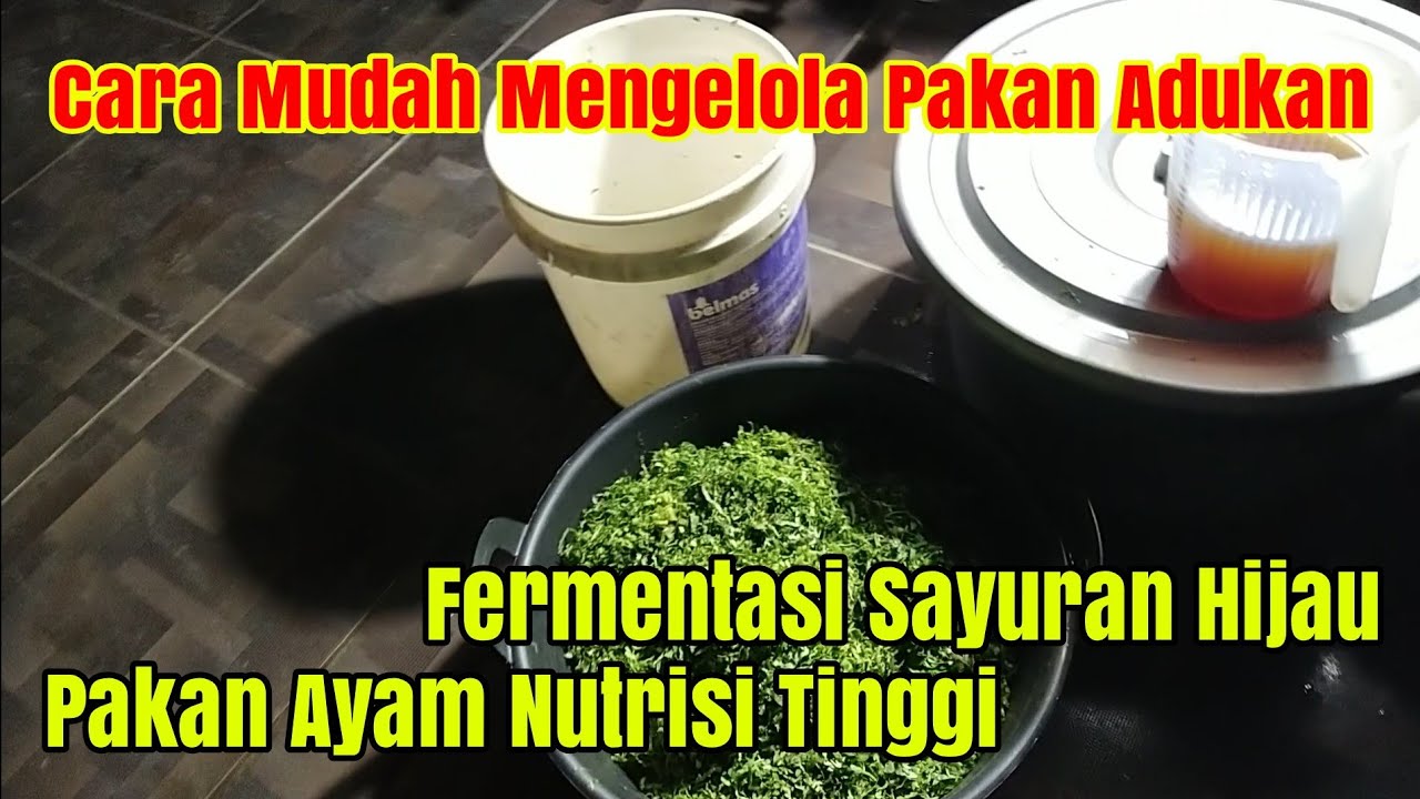 Cara Fermentasi Sayuran Hijau Untuk Pakan Ayam