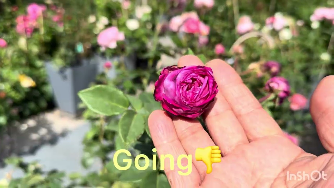 3 roses leaving my garden 