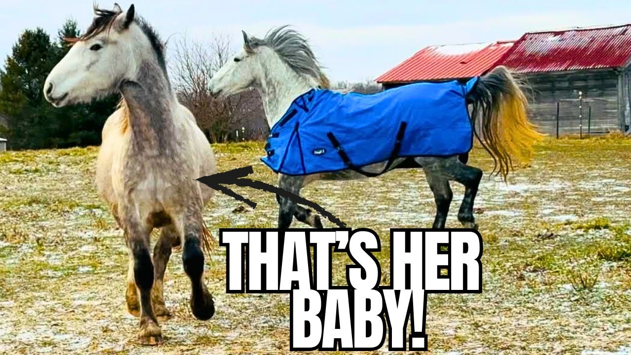 Gorgeous Mare & Filly Reunited Again! This Is A Tearjerker!
