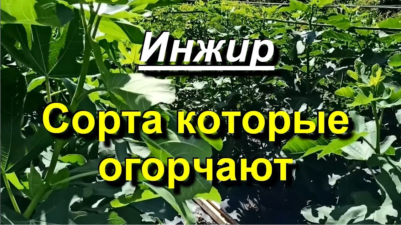 Инжир. Сорта под угрозой удаления. 2023 07 04