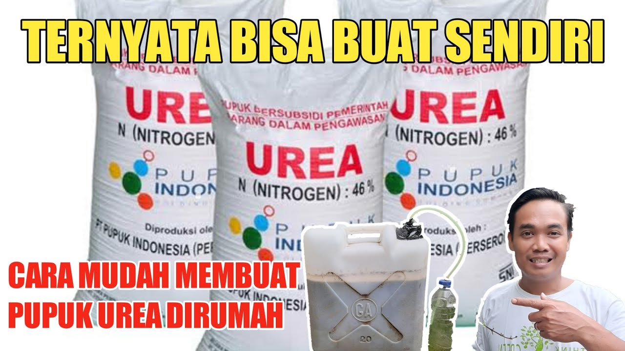 Cara Membuat Pupuk UREA Sendiri Dirumah || Manfaatnya Luar Biasa Untuk Tanaman