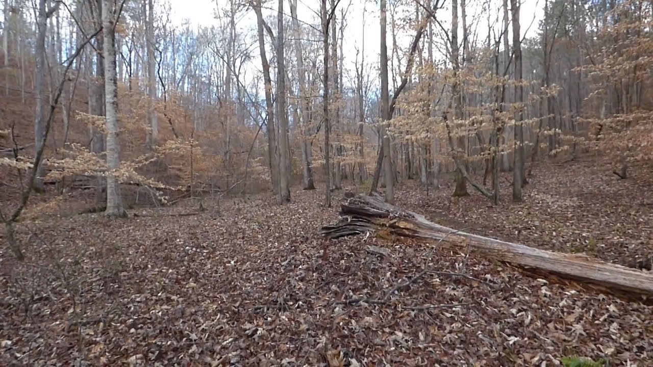 Bigfoot (Or) Something Else? Jonathan Odom's Anomalous Hominid