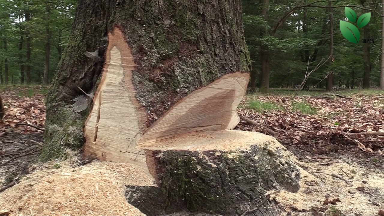 Praktijk Centrum Bomen - Training zelfrijdende Boslier