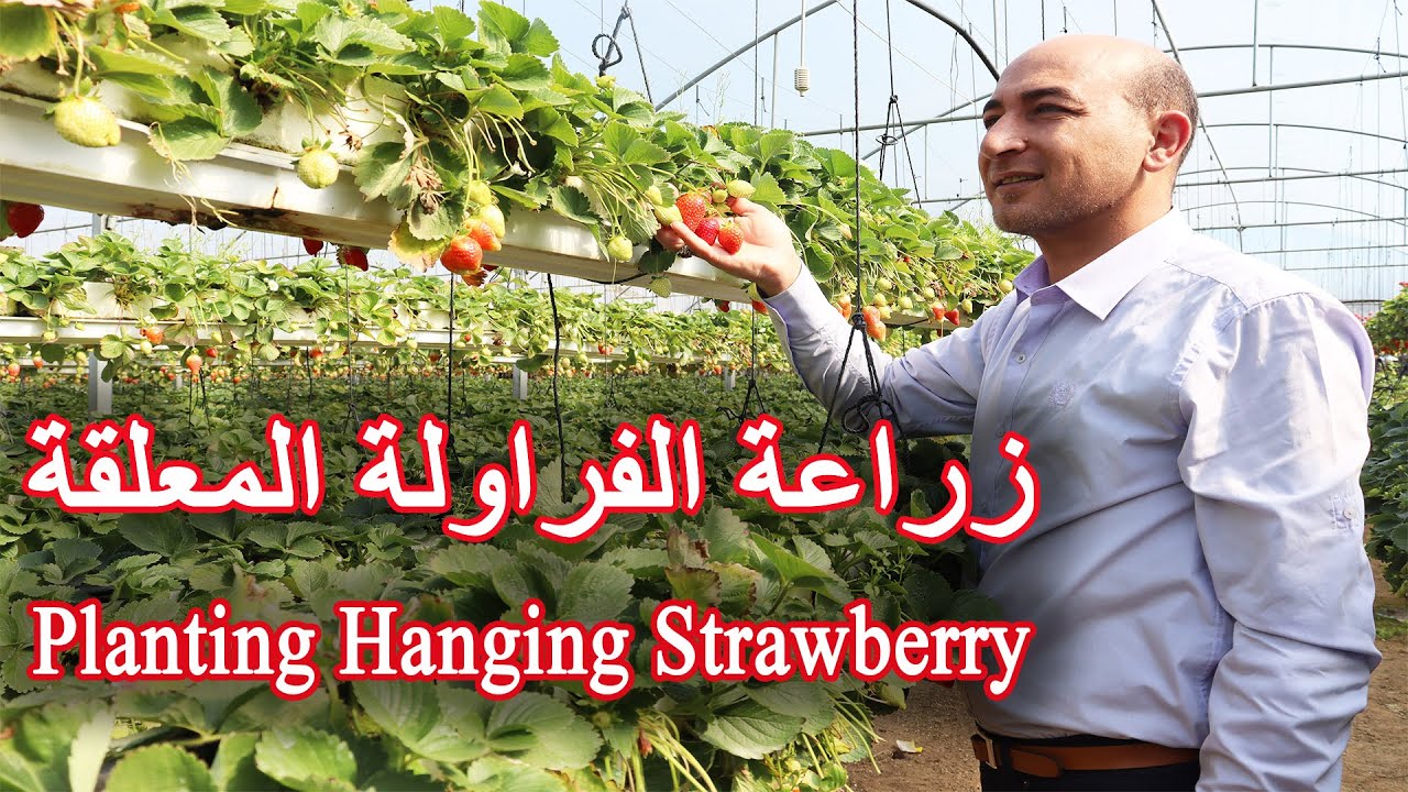 زراعة و رعاية الفراولة المعلقة, Planting and Caring for Hanging Strawberries
