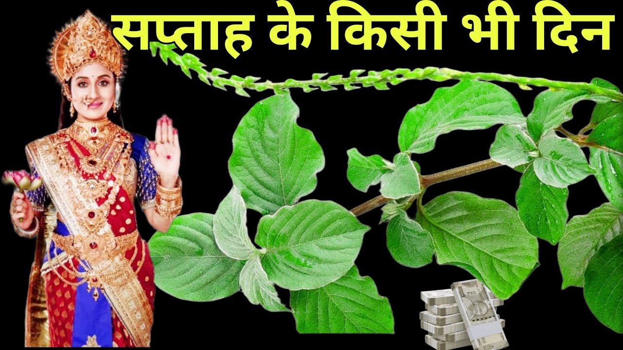 सप्ताह के किसी भी 😱दिन इस जड़ को लाकर पहन लेना पूरे शरीर का कायाकल्प कर देगा,501% गरीबी होगा..