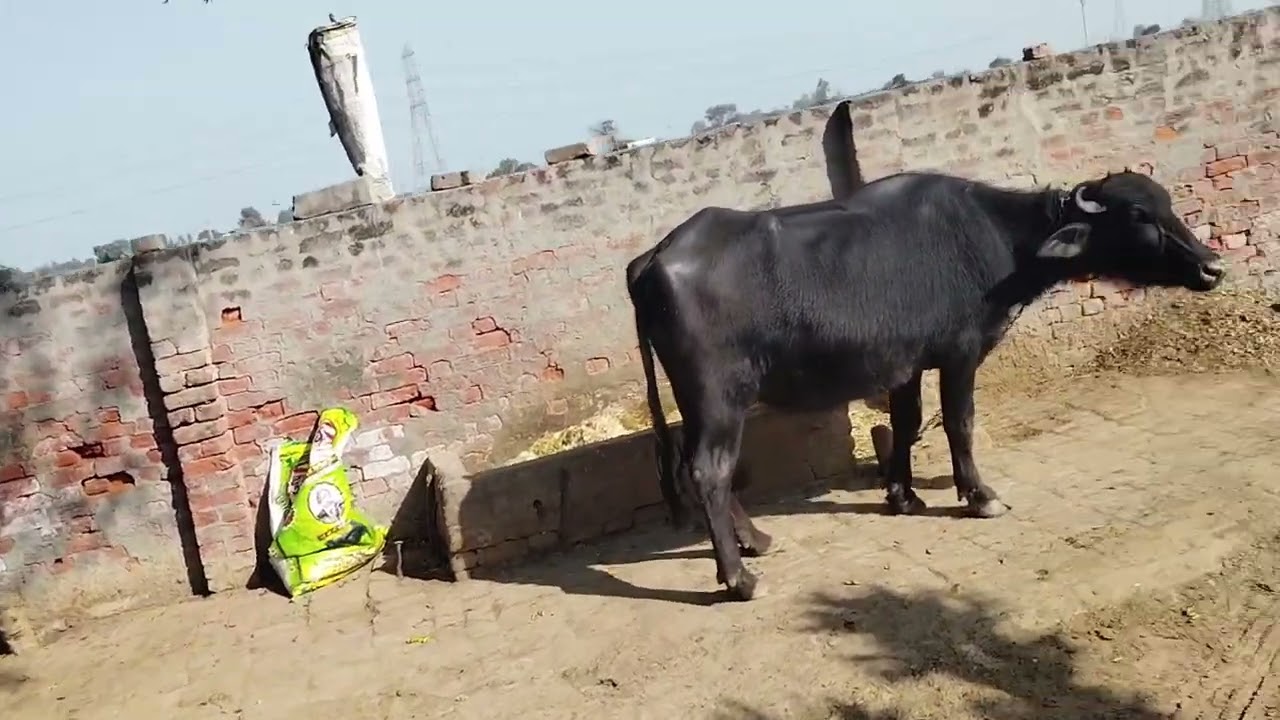 आज Eicher ने तेल फेक दिया 🥺