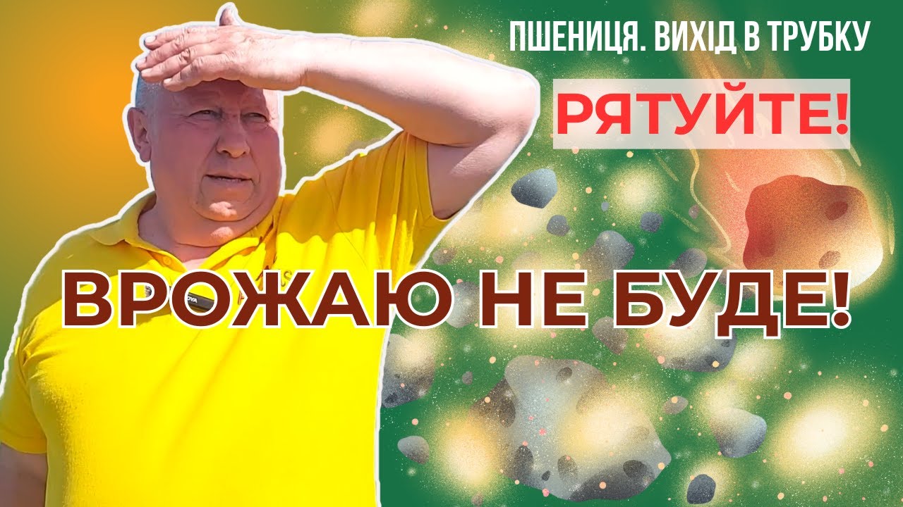 ⚡️ПОПЕРЕДЖЕННЯ⚡️ Пшениця/вихід в трубку 🔥НЕБЕЗПЕЧНИЙ СЕПТОРІОЗ